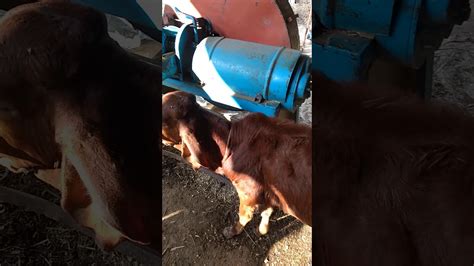 Gir Gay Farm Salun YouTube