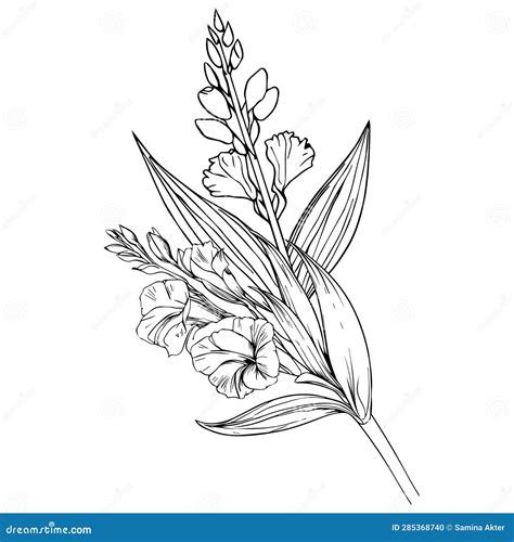 August Birth Flower Stock Illustrations – 55 August Birth Flower Stock