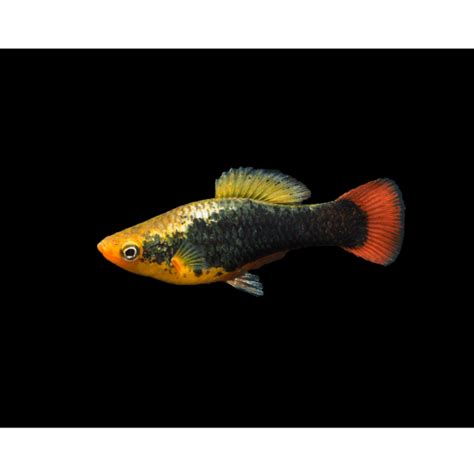 Platy Hawaii Variatus Aber Aquatic