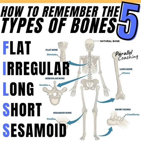 Best Way To Memorize Bones For Anatomy