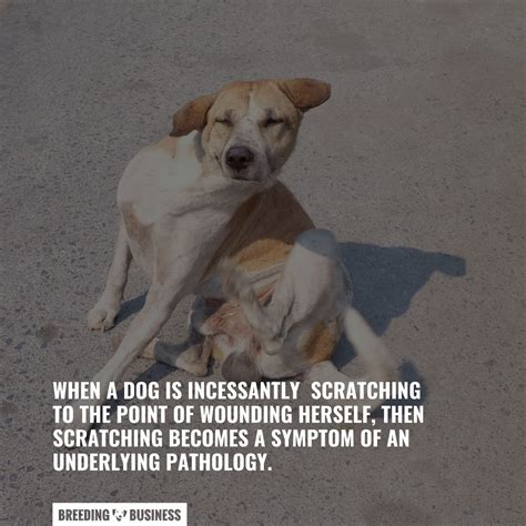 home remedy for dog scratching 1