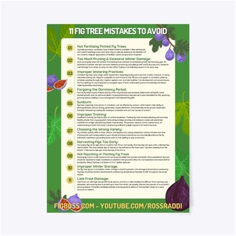 Fig Boss - 11 Fig Tree Mistakes to Avoid Poster