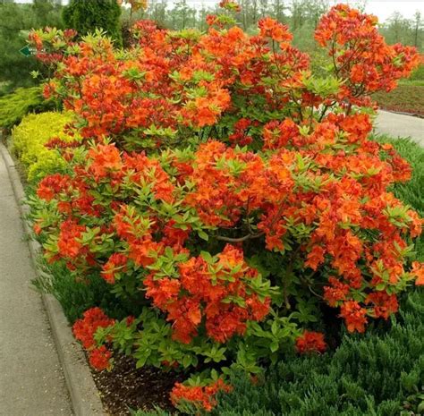 Top Imagen Arbre Fleurs Orange Fr Thptnganamst Edu Vn