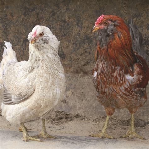 Ameraucana Easter Egger