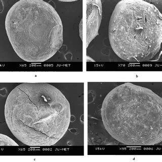 A SEM Photographs Of TMZ Loaded Calcium Alginate Beads Prepared By