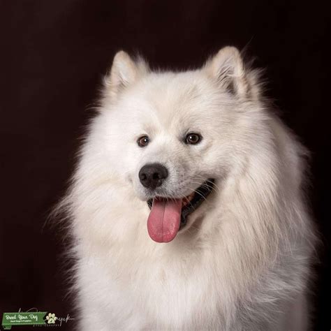 White Samoyed - Stud Dog in Fort Lauderdale, the United States | Breed