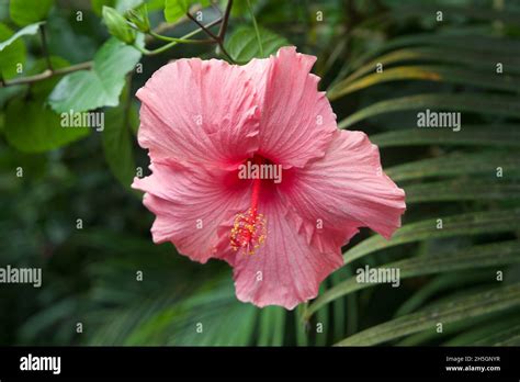 Pretty Pink Flower In The Amazon Rainforest Section Of The Eden Project