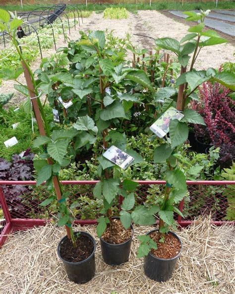 Chester Blackberry Linden Lane Farms
