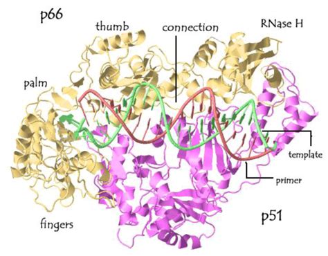 Viruses Free Full Text Reverse Transcriptase And Cellular Factors