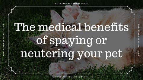 The Medical Benefits Of Spaying Or Neutering Your Pet — River Landings