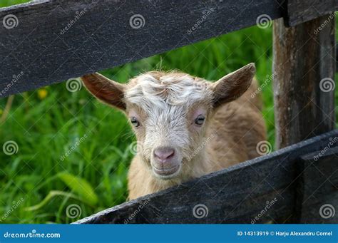 Funny Baby Goat Royalty Free Stock Images - Image: 14313919