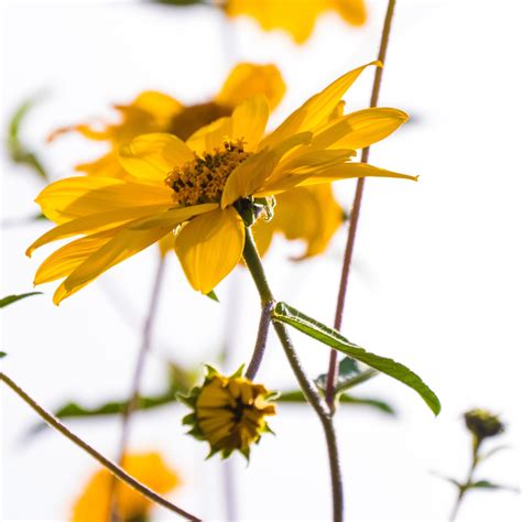 Doctors explain how to survive the rising pollen count Georgia 24