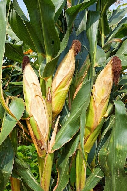 Premium Photo | Corn harvest background