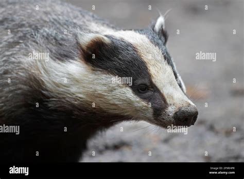 Close Up Portrait Of European Badger Meles Meles Foraging In Spring