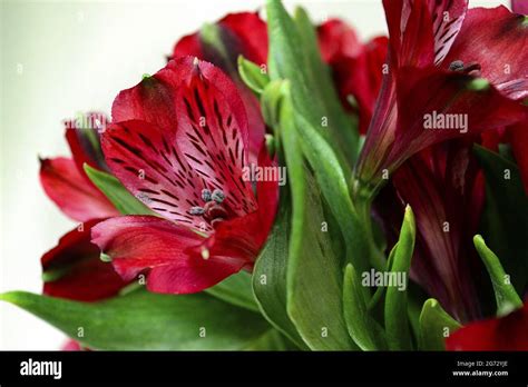 Beautiful Red Peruvian Lily Flowers Isolated On A White Background