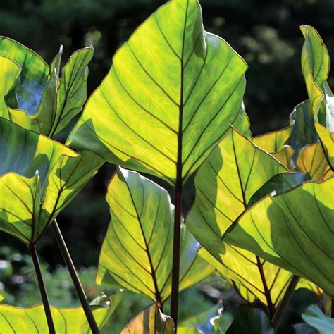 Tea Cup Elephant Ear Plant Colocasia 5 Pot Walmart