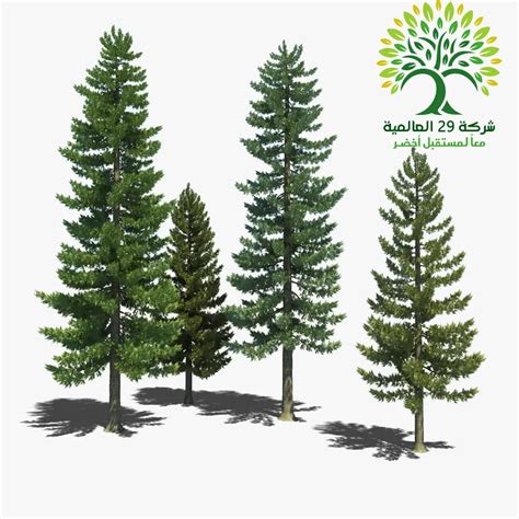 شجرة الصنوبر Loblolly Pine شركة 29 العالمية