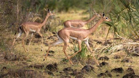 Gerenuk Facts Size Diet Pictures And More