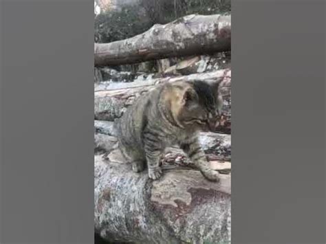 Древесный кот #cat #animals - YouTube