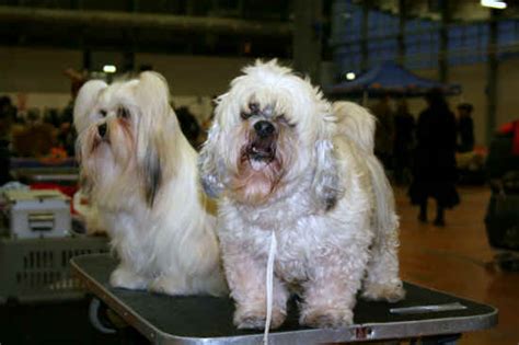 Album Foto Esposizione Canina Di MASSA CARRARA 2008