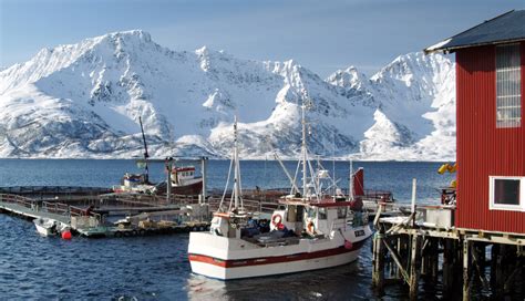 Levendelagring torsk - Norges sjømatråd