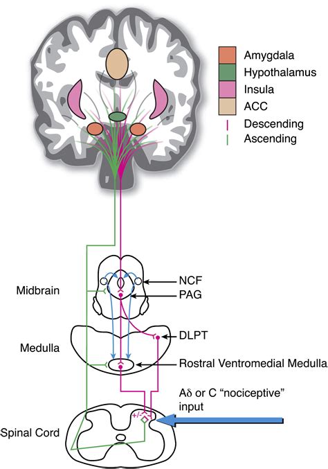 The Capacity Of A Placebo Treatment To Reduce Pain Perception Is Due To ...