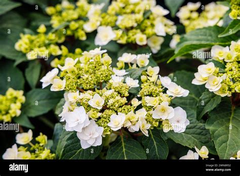 White Fully Double Hydrangea Macrophylla Bigleaf Hydrangea Wedding