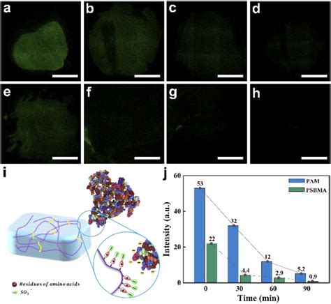 Fluorescence Images Of Fitcbsa Loaded Hydrogels After Incubated In Pbs