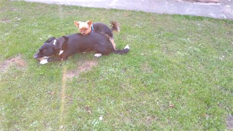 Sex Podejscie YouTube