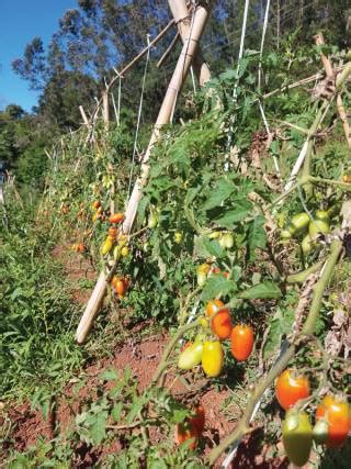 Produ O De Tomate Org Nico Revista Campo Neg Cios