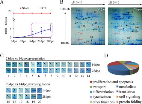 Comparative proteomics analysis of differentially expressed proteins ... 