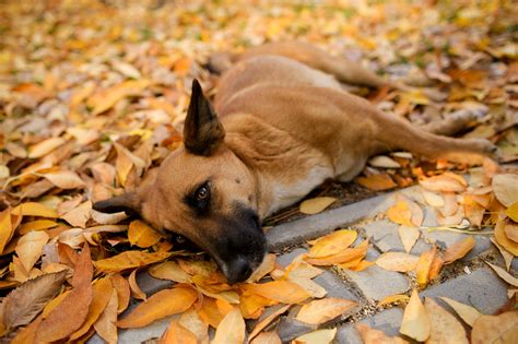 Фотогеничный собак | Пикабу