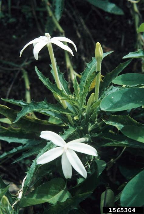 isotoma (Genus Isotoma)