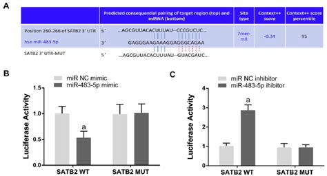 SATB2 Is A Direct Target Gene Of MiR 483 5p A The Predicted Sites Of