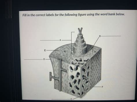 Microscopic Structure Of The Bone Diagram Quizlet