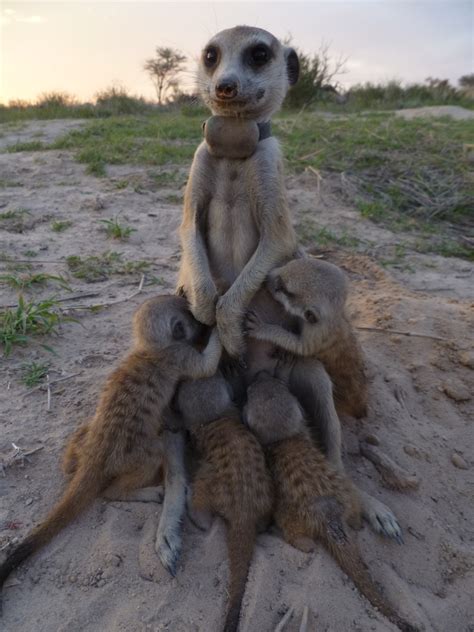 Meerkat Pups Pay The Cost When Moms The Boss Futurity