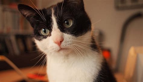 8,000+ Free De Kat & Paris Images - Pixabay