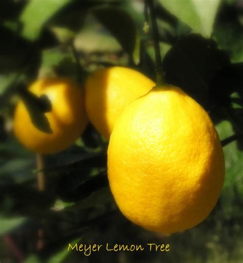 Dwarf Meyer Lemon Tree: Indoor Citrus Tree Care