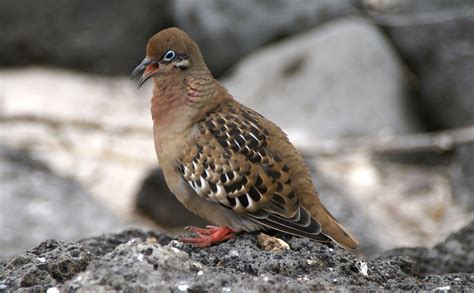 File:Galapagos dove (Zenaida galapagoensis) -Espanola -Gardner Bay2.jpg