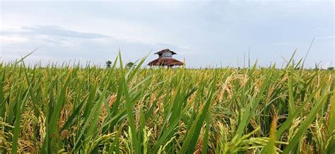 Sawah Padi Kuning Free Photo On Pixabay Pixabay