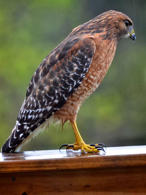 Red And The Peanut Red Shouldered Hawk In The Rainand On Our Deck