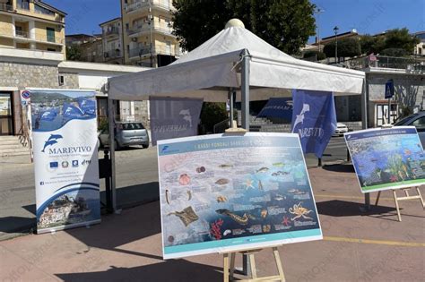 Foto Camerota La Pulizia Dei Fondali Marini Nel Porto Ottopagine