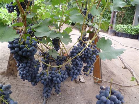 Посадка винограда осенью: яма, почва, саженцы, удобрения, пошаговая ...