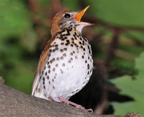 Wood Thrush Facts, Habitat, Diet, Migration, Song Video, Pictures