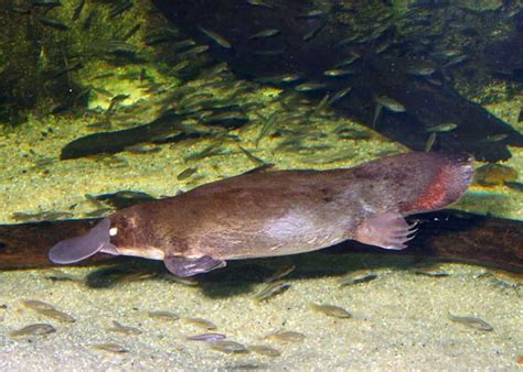 Australian Wildlife - Platypus