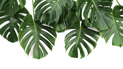 Tropical leaves hanging monsterra plant isolated on white background