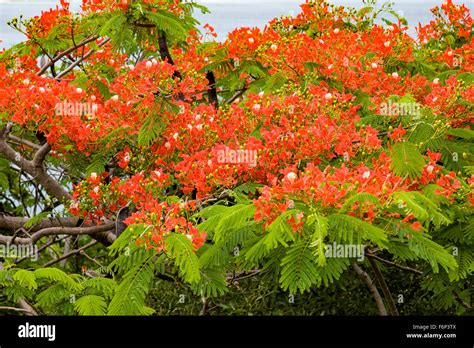 Flame Tree Delonix Regia With Bright Red Flowers And Seed Pods Stock