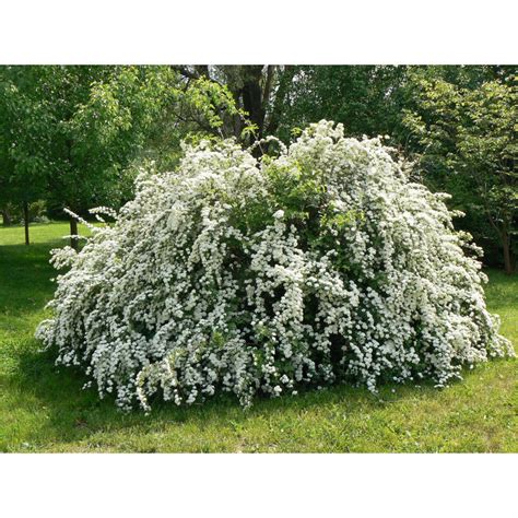 Спирея Ван-гутта, С2 горшок, Н10-50 высота, 1 шт, Лето 2024 (9072512 ...