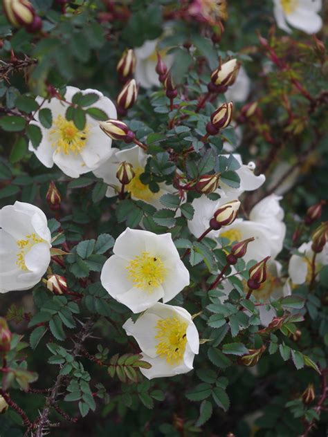 Rosa spinosissima 'Merthyr Mawr' - Beth Chatto's Plants & Gardens
