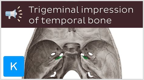 Trigeminal Impression Of Temporal Bone Anatomical Terms Pronunciation